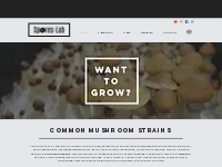 Mushroom Spores Canada | Mushroom Grow Kits | Grow Magic Mushrooms