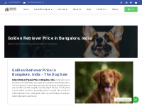 Golden Retriever Price in Bangalore India - Dog Sale