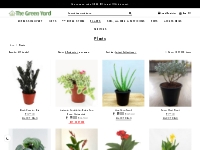 Buy Plants Online - Plants Nursery in Bangalore -Thegreenyard.in