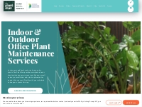 Interior Plant Maintenance Services Sydney | The Plant Man