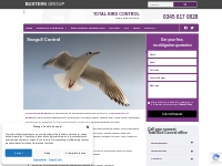 Seagull Pest Control Services Throughout The UK | Total Bird Control