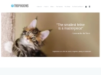 Tropikoons Maine Coon Cats For Sale Florida Breeder for 25+ years