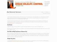 Bat Removal Services in Lithia Springs | Urban Wildlife Control