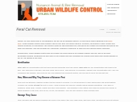 Feral Cats Removal   Control Atlanta, GA | Urban Wildlife Control