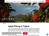 Apple Picking - Virginia Is For Lovers