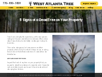            5 Signs of a Dead Tree on Your Property