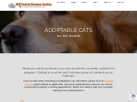Adoptable Cats   Will County Humane Society