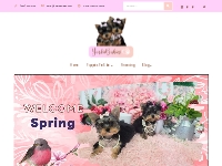 Yorkie Puppies for Sale in Florida, Texas, New York, New Jersey