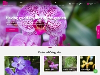 Orchid Plant Online Purchase in India | Buy Orchid Online