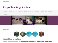 Yorkie Puppies for Sale in Virginia |Yorkie Breeder |Yorkie Puppy for 