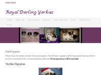Yorkie Puppies for Sale |Parti Puppies for Sale |Biewer Puppies for Sa