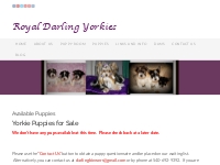 Yorkie Puppies DC | Yorkie Puppies VA | Yorkie Puppies FL