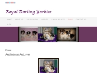 Yorkshire Terrier VA | Biewer Puppies | Yorkie Puppies for Sale
