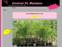 Central Fl Bamboo * clumping Bamboo * Orlando Area nursery