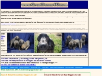 Great Dane Puppies For Sale In Springfield, Marshfield Missouri - Grea