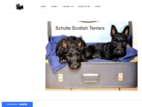 Schulte Scottish Terrier Puppies For Sale - Home
