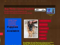 Burg-Wachter German Shepherds | German Shepherd Puppies For Sale | 68 
