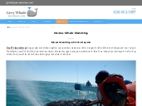Mexico Whales Watching | Whale Watching with Experts