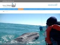 Know Season and Schedule for Baja Whale Watching Tours and Cruises