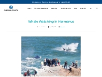 Whale Watching in Hermanus - On Whale Rock