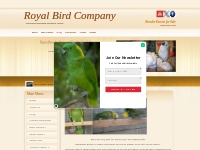 Bird Breeders,breeder parrot pairs for sale, amazons, cockatoos, macaw