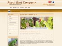 Yellow Naped Amazon Parrots for sale, Baby yellow nape amazon, baby ha