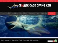 Shark Cage Diving KZN - Durban Shark Cage Diving | Durban Shark Snorke